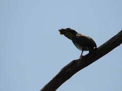 Psilopogon haemacephalus indicus