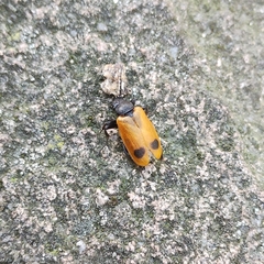 Apalus bimaculatus