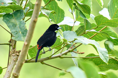 Ramphocelus flammigerus