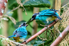 Chalcothraupis ruficervix