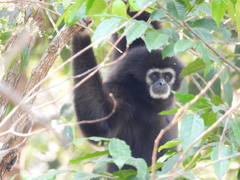 Hylobates lar