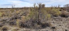 Haloxylon ammodendron