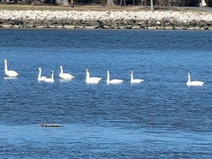 Cygnus columbianus