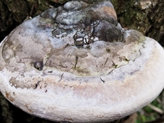 Phellinus
