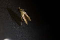 Stathmopoda auriferella
