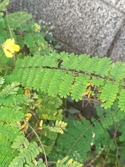 Hultholia mimosoides