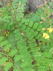 Hultholia mimosoides