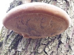 Phellinus