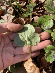 Ranunculus constantinopolitanus