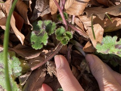 Ranunculus constantinopolitanus