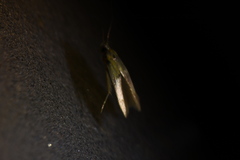 Stathmopoda auriferella