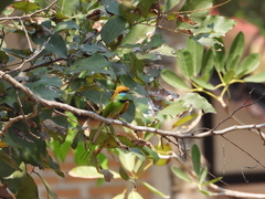 Merops orientalis ferrugeiceps