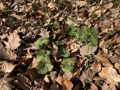 Ranunculus constantinopolitanus