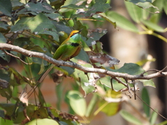 Merops orientalis ferrugeiceps