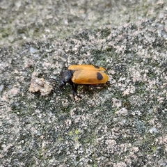 Apalus bimaculatus