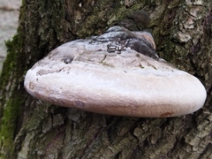 Phellinus