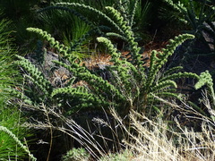 Adenocarpus viscosus