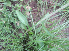 Helichrysum pallidum