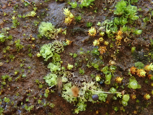 Image of Fossombronia pusilla by (c) Christian Berg, some rights reserved (CC BY)