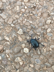 Timarcha tenebricosa