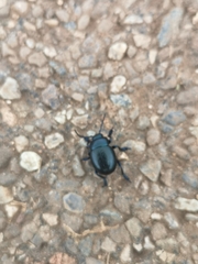 Timarcha tenebricosa