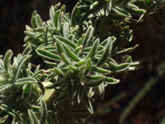 Adenocarpus viscosus