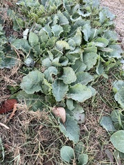 Rhynchosida physocalyx