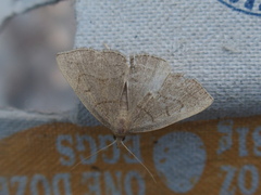 Zanclognatha obscuripennis