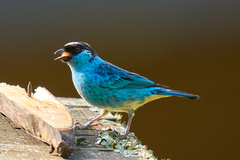 Chalcothraupis ruficervix