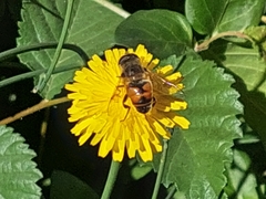 Eristalis tenax