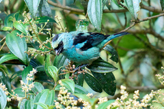 Tangara labradorides