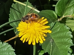 Eristalis tenax