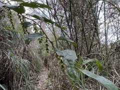 Stachyurus himalaicus