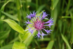 Centaurea montana