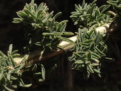 Adenocarpus viscosus