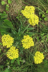Helichrysum pallidum