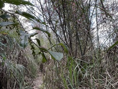 Stachyurus himalaicus