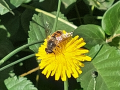 Eristalis tenax
