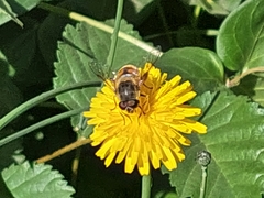 Eristalis tenax