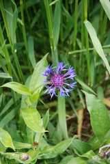 Centaurea montana