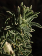 Adenocarpus viscosus