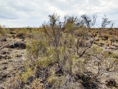 Haloxylon ammodendron