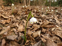 Leucojum vernum
