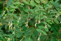 Englerodaphne pilosa
