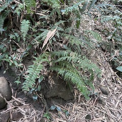 Hymenasplenium excisum