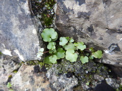 Cymbalaria muralis