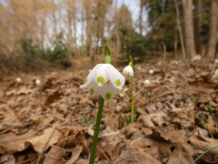 Leucojum vernum