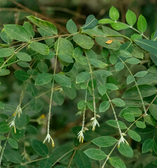 Englerodaphne pilosa