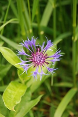 Centaurea montana