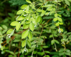 Englerodaphne pilosa